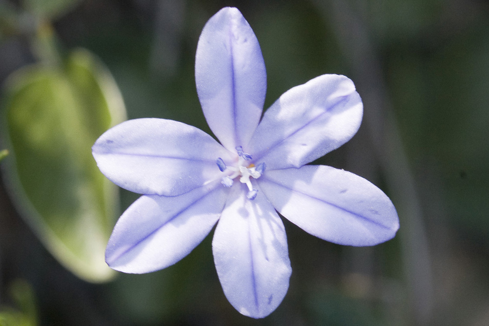 Aphyllanthes monspeliensis / Branc